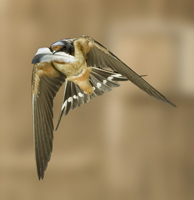 swallow